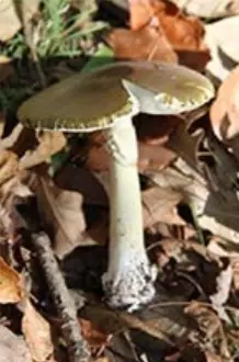 Death cap mushroom