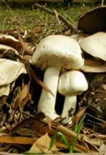 Yellow-staining mushroom (Agaricus xanthodermus)